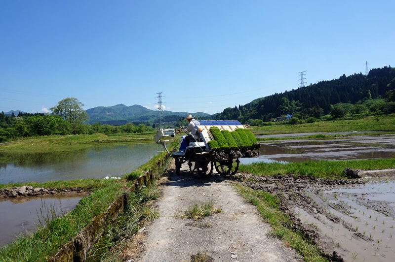 金升酒造 栽培風景
